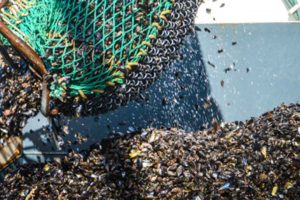 Fiskerne er både målløse og oprørte efter Landbrugs– og Fiskeristyrelsen har meldt ud, at den mener, at motorerne på 22 fiskefartøjer i Limfjorden kan være nedbremsede i strid med det omdiskuterede nedbremsningsforbud. arkivfoto