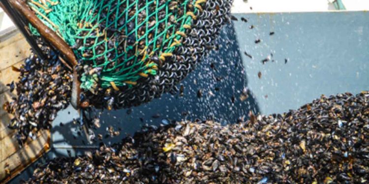 Fiskerne er både målløse og oprørte efter Landbrugs– og Fiskeristyrelsen har meldt ud, at den mener, at motorerne på 22 fiskefartøjer i Limfjorden kan være nedbremsede i strid med det omdiskuterede nedbremsningsforbud. arkivfoto