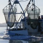 Muslingefisker er bange for at ny Hav-plan kan koste ham bestillingen arkivfoto: FiskerForum.dk