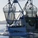 Limfjords-fiskerne beviser gerne de fisker lovligt - DFPO støtter op arkivfoto