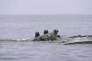 Norsk optælling af sæler.  Arkivfoto: Sæler - FiskerForum.dk