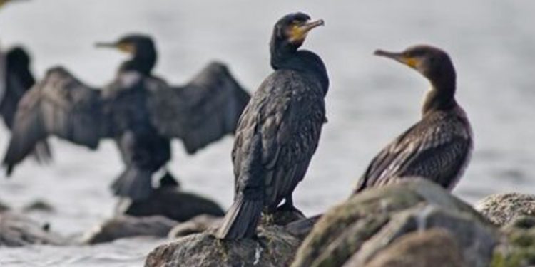 I et debatindlæg i Jyllands-Posten i dag, stiller en tidligere medejer af AquaPri Danmark spørgsmålet, »Vil vi hellere have sæl og skarver ved Limfjorden end fisk? arkivfoto: Nordsoeposten.dk