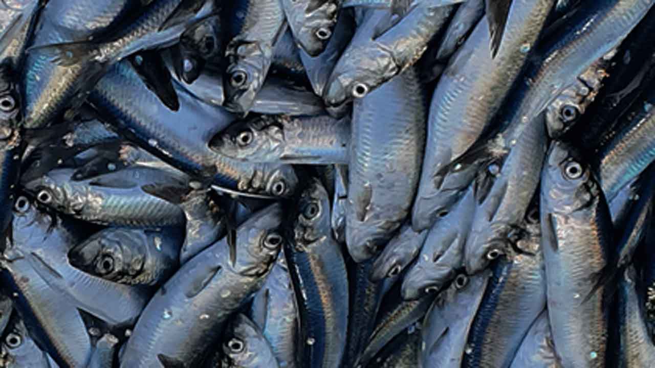 Read more about the article Færøerne: Silden trækker ind mod Færøerne