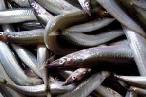 En uafhængig dommer afviser alle klager, så de vigtige industrifisk atter kan kalde sig for bæredygtighedscertificeret. arkivfoto