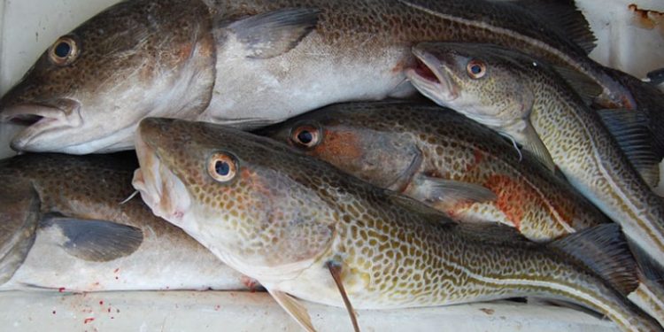 Norges eksport af fisk og skaldyr satte rekord i 2017