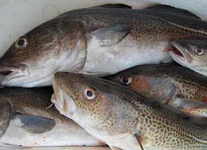 Nuuk-fiskere leverer nu levende torsk. arkivfoto: torsk - FiskerForum.dk