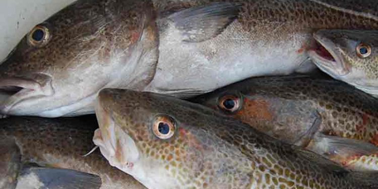 Norske NorCod planlægger bæredygtigt torske-opdræt