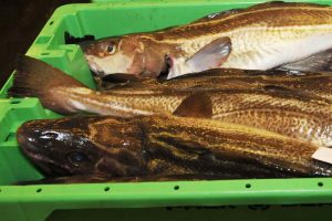 Enkelt torsk udløste bøde fra fiskerikontrollen.  Arkivfoto: Torsk på auktion - FiskerForum
