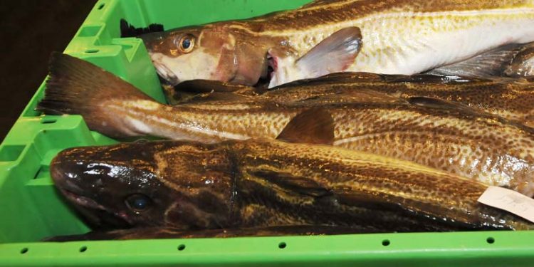 Enkelt torsk udløste bøde fra fiskerikontrollen.  Arkivfoto: Torsk på auktion - FiskerForum