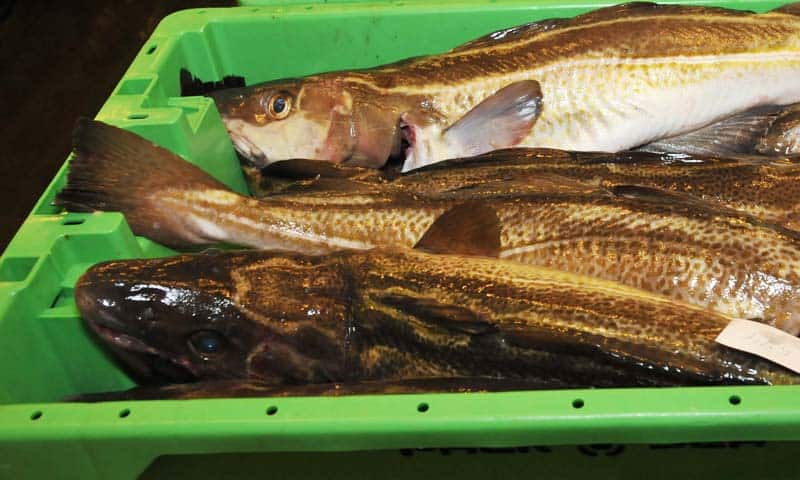 Read more about the article Enkelt torsk udløste bøde fra fiskerikontrollen