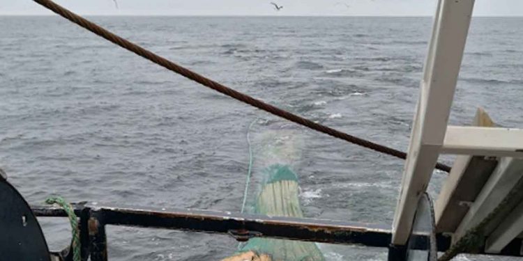 Biodiversitetsrådet anbefaler i et nyt notat, at fiskeri med bundtrawl, fortsat bør forbydes i beskyttede havområder, hvis man vil beskytte havets biodiversitet. foto: arkiv