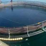 En massiv opblomstring af giftalger har taget livet af 30.000 ørreder i Hals Havn. arkivfoto: AquaPri