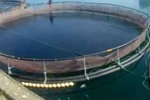 En massiv opblomstring af giftalger har taget livet af 30.000 ørreder i Hals Havn. arkivfoto: AquaPri