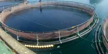 En massiv opblomstring af giftalger har taget livet af 30.000 ørreder i Hals Havn. arkivfoto: AquaPri