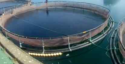 En massiv opblomstring af giftalger har taget livet af 30.000 ørreder i Hals Havn. arkivfoto: AquaPri