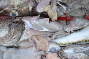 Projekt til robuste fiskeredskaber mod sæler