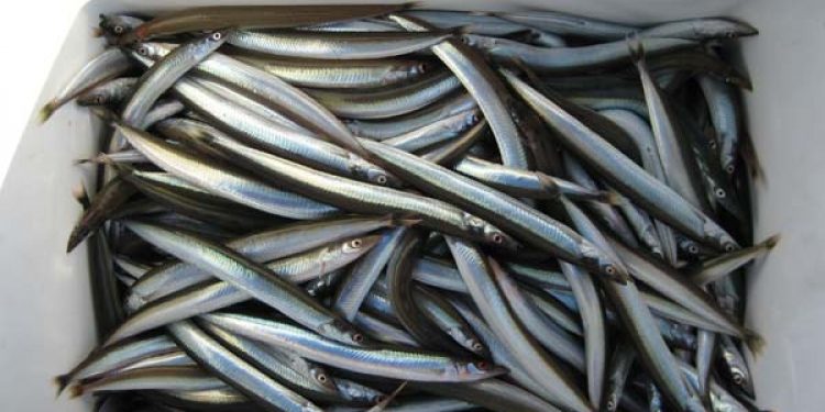 Delvis ophævelse af forbud mod industrifiskeri i Skagerrak og Kattegat