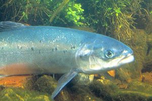 Vælg og vægt din fisk udfra et grønt miljøregnskab.  Arkivfoto: Laks - Wikipedia