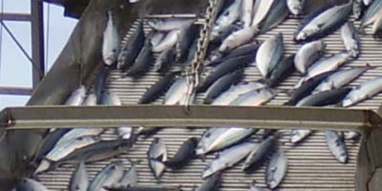 Island har tildelt sig selv en makrelkvote på samme niveau som sidste år.  Arkivfoto: Makrel - FiskerForum