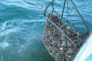 Reduceret østersfiskeri åbner i Limfjorden.  Arkivfoto: Østersfiskeri med L10 - Reinhardt Schmidt