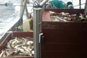 Politisk EU kaos forsinker tilladelsen om fiskeri efter Østersø-torsk i sommermånederne.  Arkivfoto: Torskefiskeri i Østersøen - Fotograf : Cecilie S. Hansen