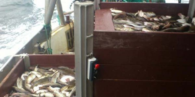 Politisk EU kaos forsinker tilladelsen om fiskeri efter Østersø-torsk i sommermånederne.  Arkivfoto: Torskefiskeri i Østersøen - Fotograf : Cecilie S. Hansen