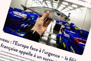 Det Nationale Udvalg for Havfiskeri og Marine Opdræt (CNPMEM) advarer sammen med en lang række centrale organisationer, herunder: - France Filière Pêche - Coopération Maritime - Den Nationale Sammenslutning af Producentorganisationer - producentorganisationen for kystnært fiskeri (FEDOPA) - fiskerirederiernes organisation, grossisterne (mareyeurs) - fiskehandlernes organisation og flere regionale fiskeriudvalg om en kritisk situation for makrelbestanden. foto: Comite Peches