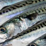 Færøerne: Fiskefabrikkerne Pelagos, Vardin Pelagic og Faroe Pelagic modtager pæne fangster af makrel. foto: Vardin Pelagic