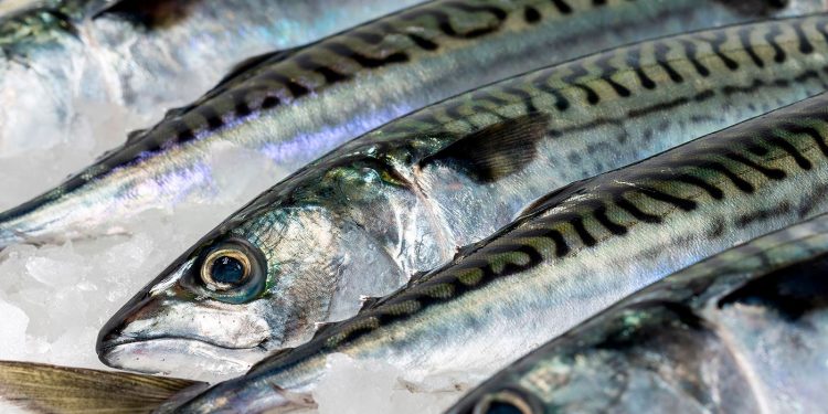 Færøerne: Fiskefabrikkerne Pelagos, Vardin Pelagic og Faroe Pelagic modtager pæne fangster af makrel. foto: Vardin Pelagic