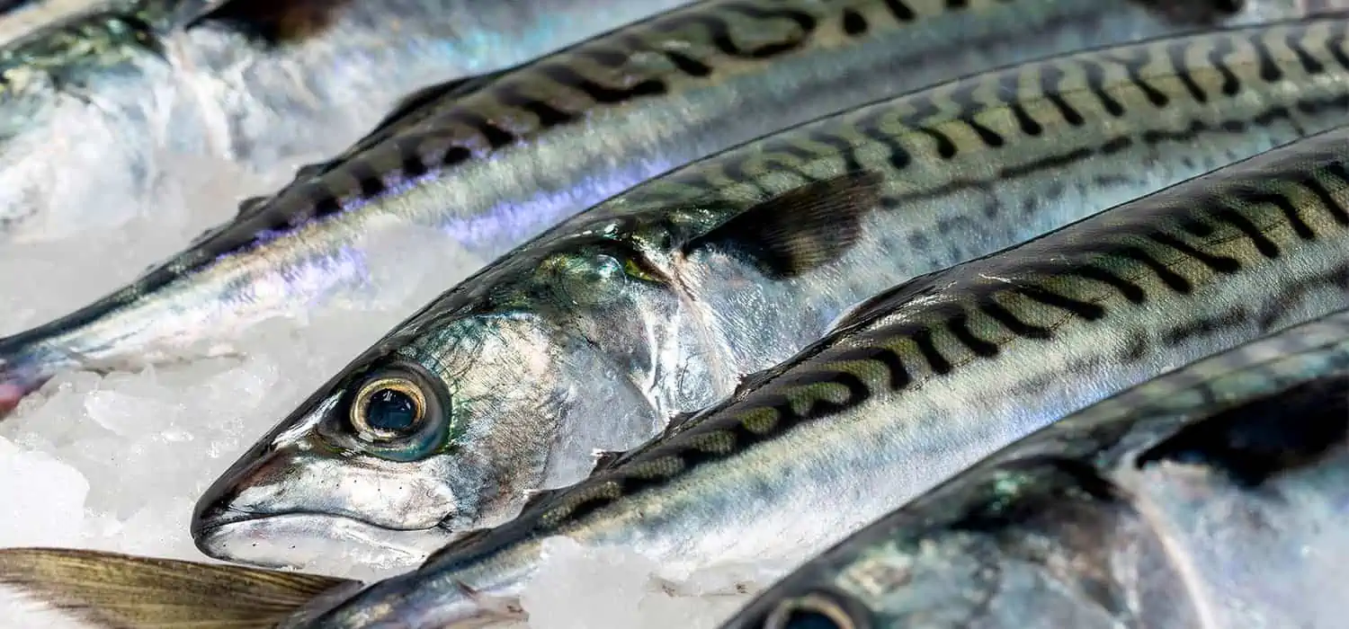 Read more about the article Færøerne: Fiskefabrikkerne Pelagos, Vardin Pelagic og Faroe Pelagic modtager pæne fangster af makrel