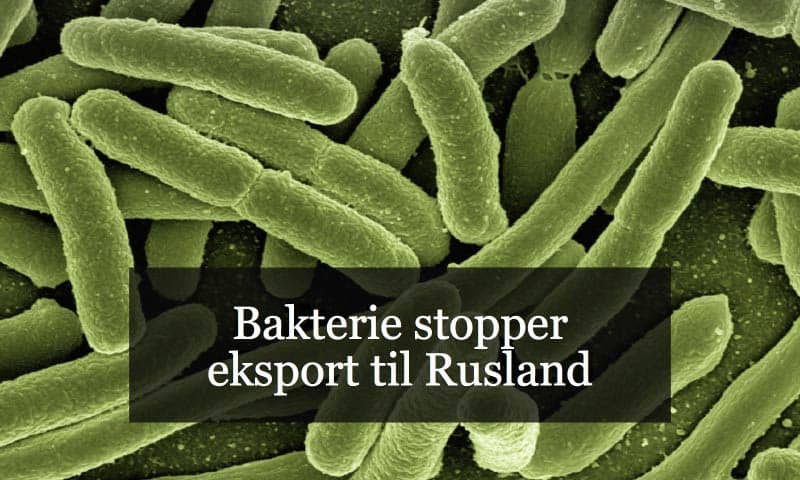 Read more about the article Bakterie stopper eksport til Rusland