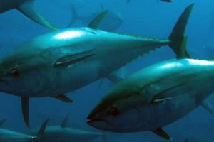 DTU Aqua søger igen fiskere til at fange den blåfinnet tur ud for Skagen