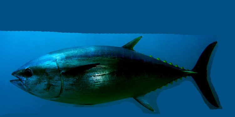 Forskere og fiskere samarbejder igen i år om mærkning af tun