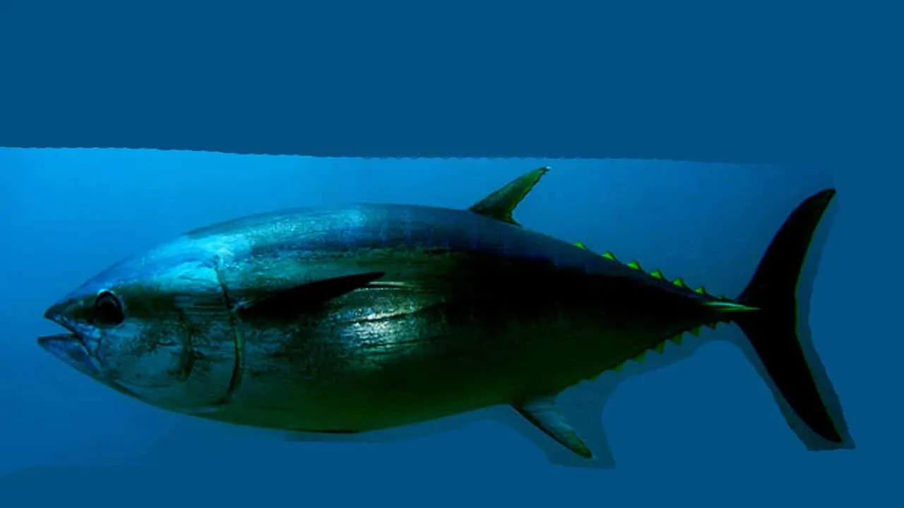 Read more about the article Forskere og fiskere samarbejder igen i år om mærkning af tun