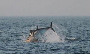 Øresund er i øjeblikket fyldt med store tunfisk, hvilket var grunden til safari-turen. Tunene tiltrækker også spækhuggere, da de jagter mindre fisk som hornfisk, sild og makrel.  foto: wikip