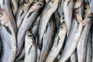 Blåhvilling - vardin