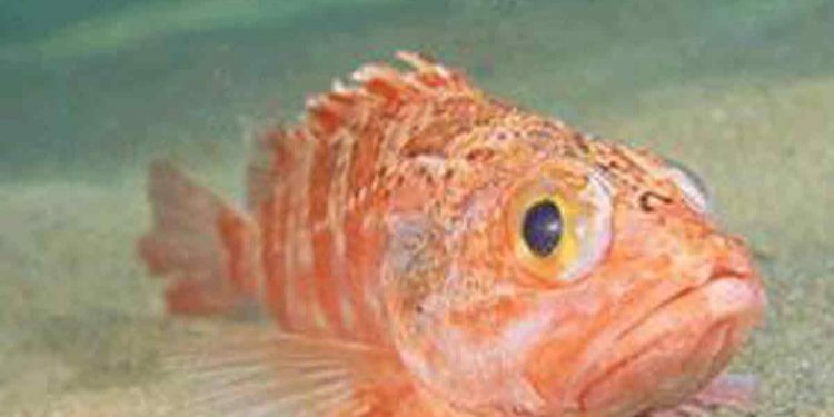 Sjælden dragehovedfisk fanget i Skagerrak. Foto: »Blåkæft« er fanget i op til ethundrede af i skagerrak henover efteråret - Wikipedia