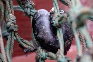 400 km fra muslingefartøjet »Sandra’s« hjemhavn i Nykøbing Mors arbejder SVM-Regeringen i København på en ændring af reglerne for muslingefiskeriet. En ændring der giver muslingefisker Kjeld Møller »søvnløse nætter«. snapshot jp.dk