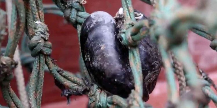 400 km fra muslingefartøjet »Sandra’s« hjemhavn i Nykøbing Mors arbejder SVM-Regeringen i København på en ændring af reglerne for muslingefiskeriet. En ændring der giver muslingefisker Kjeld Møller »søvnløse nætter«. snapshot jp.dk