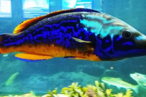 Blåstak med neonfarver i hovedet under parringsdans. Foto: Marianne Øvre.