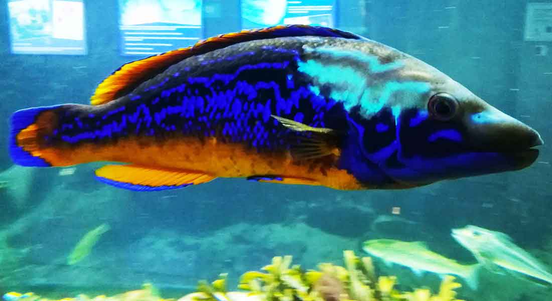 Read more about the article Han, hun – og blåstak: Naturen kører sin egen kønspolitik i Øresundsakvariet