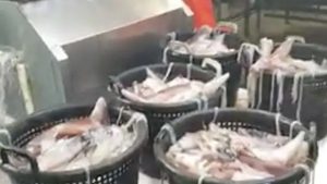 Men det Varmere havvand sender nu flere blæksprutterne nordpå – til glæde og gavn for danske fiskere og restauranter. foto: Juli-Ane