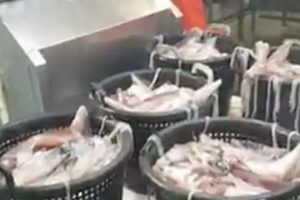 Men det Varmere havvand sender nu flere blæksprutterne nordpå – til glæde og gavn for danske fiskere og restauranter. foto: Juli-Ane