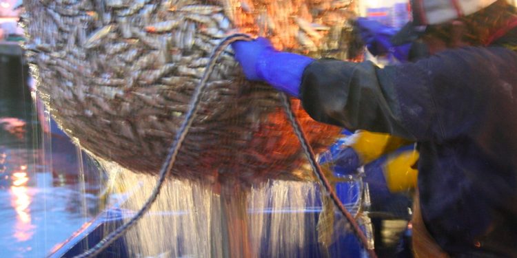 Vildfanget fisk er allerede et Supersmart og meget klimarigtigt valg