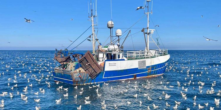 840 mio. kroner på vej i brexit-hjælp til danske fiskere - Foto Silas Ruby