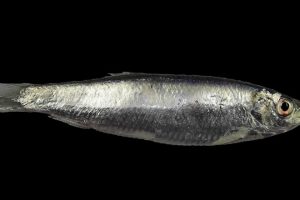 Videnskabelig artikel handler om nedtur for vigtige fiskearter  Foto: Én af de vigtige fiskearter i Norsøen - Brisling / sprattus