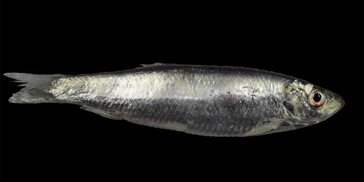 Videnskabelig artikel handler om nedtur for vigtige fiskearter  Foto: Én af de vigtige fiskearter i Norsøen - Brisling / sprattus