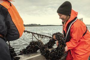 muslinger renser Limfjorden - WSP