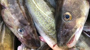 Det internationale havforskningsråd (ICES) får nu hård kritik for sin anbefaling om nul-fangst af torsk i 2026. Hos Scottish White Fish Producers Association (SWFPA) kalder man forslaget »vanvittigt« og advarer om, at det kan knække og slette den skotske flåde »med et pennestrøg.« arkivfoto