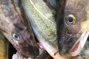 Det internationale havforskningsråd (ICES) får nu hård kritik for sin anbefaling om nul-fangst af torsk i 2026. Hos Scottish White Fish Producers Association (SWFPA) kalder man forslaget »vanvittigt« og advarer om, at det kan knække og slette den skotske flåde »med et pennestrøg.« arkivfoto